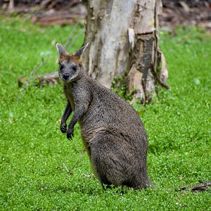 Swamp Wallaby (Wallabia bicolor)