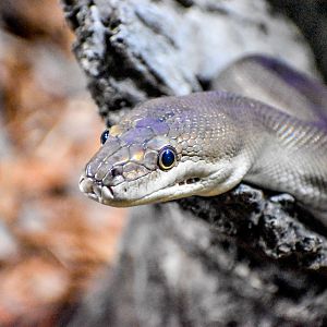 Olive Python (Liasis olivaceus)