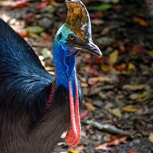 Southern Cassowary (Casuarius casuarius)