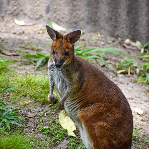 Red-legged Pademelon (Thylogale stigmatica)