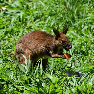 Red-legged Pademelon (Thylogale stigmatica)
