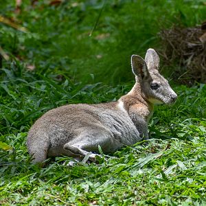 Bridled Nailtail Wallaby (Onychogalea fraenata)