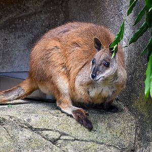 Proserpine Rock-wallaby (Petrogale persephone)