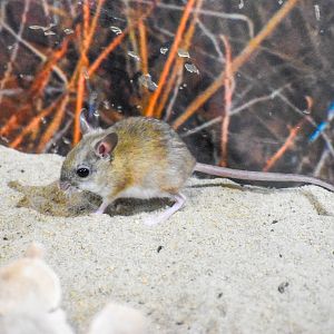 Spinifex Hopping Mouse (Notomys alexis)