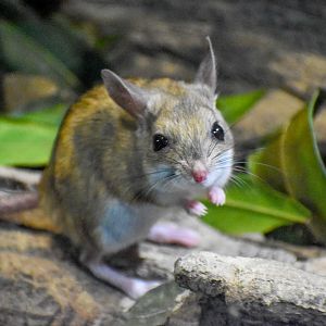 Spinifex Hopping Mouse (Notomys alexis)