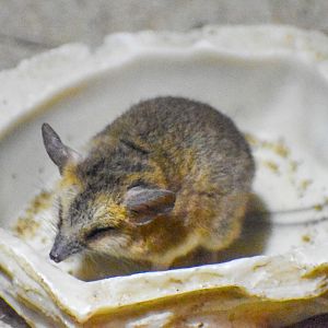 Fat-tailed Dunnart (Sminthopsis crassicaudata)