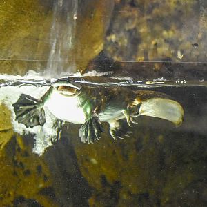 Platypus (Ornithorhynchus anatinus)