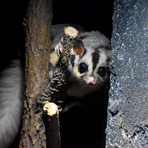 Squirrel Glider (Petaurus norfolcensis)