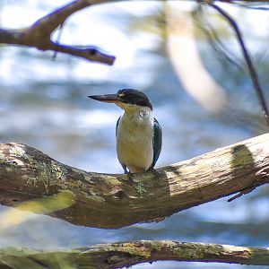 Torresian Kingfisher (Todiramphus sordidus)