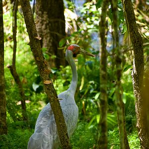 Brolga (Antigone rubicunda)