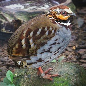 White-necklaced Partridge (Arborophila gingica)