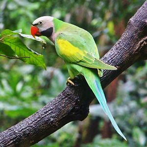 Red-breasted Parakeet (Psittacula alexandri)