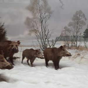 Wild boars at Museum Koenig, Bonn
