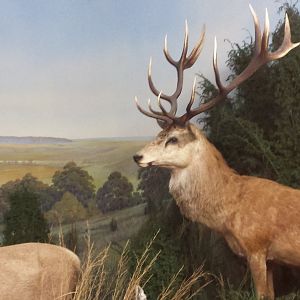 Red deer at Museum Koenig Bonn