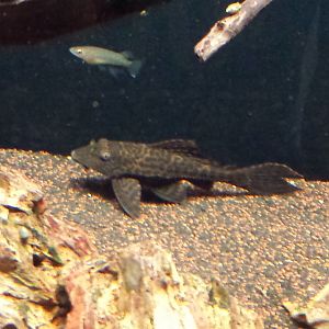 Pleco