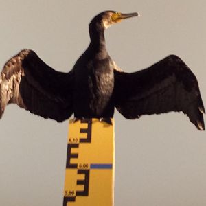 Cormorant