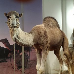 Dromedary Camel