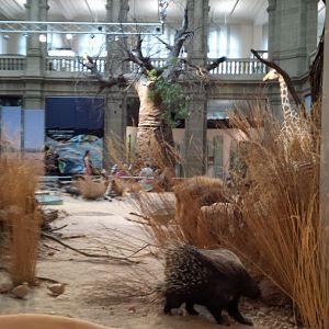 Sneak peek into the Africa panorama