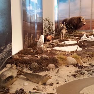 Tundra diorama, Another view