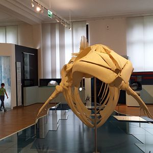 Museum Koenig Bonn - Minke Whale Skeleton