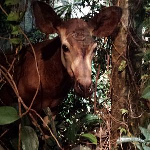 Museum Koenig Bonn - Okapi
