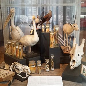 Museum Koenig Bonn - Collection