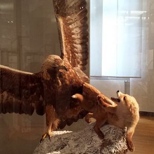 Museum Koenig Bonn - Eagle attacking a fox