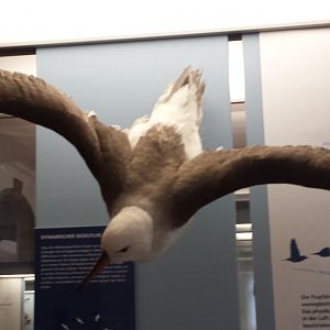 Museum Koenig Bonn - Albatross