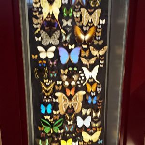 Museum Koenig Bonn - Butterflies and moths