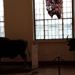 Museum Koenig Bonn - Gaur and Gayal