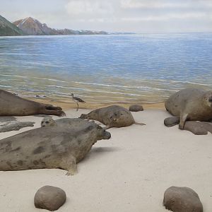 Museum Koenig Bonn - Seal diorama
