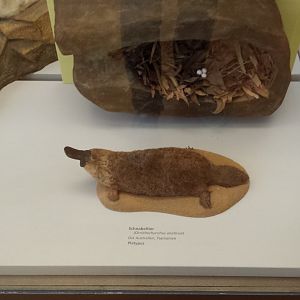 Museum Koenig Bonn - Platypus