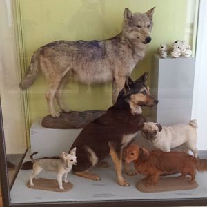 Museum Koenig Bonn - Wolf and dog breed diorama