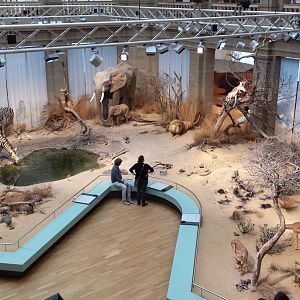 Africa panorama at Museum Koenig Bonn