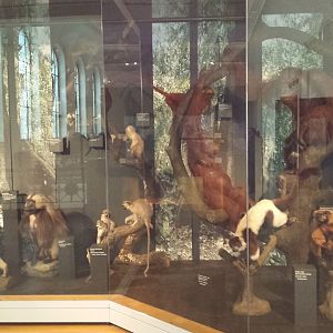 Museum Koenig Bonn - Primate Diorama