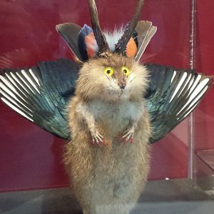 Museum Koenig Bonn - Wolpertinger