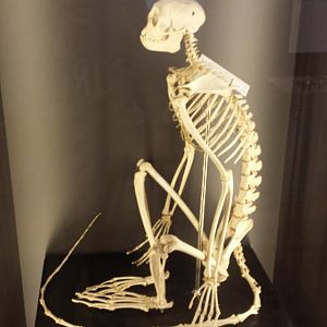 Museum Koenig Bonn - Monkey Skeleton