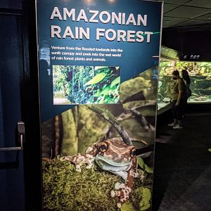 Amazonian Rainforest
