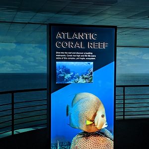Atlantic Coral Reef