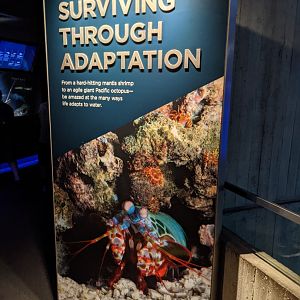 Surviving Through Adaptations