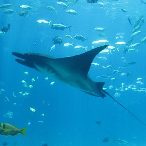 Manta Ray at Georgia Aquarium