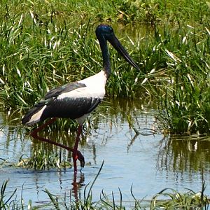 Black-necked stork