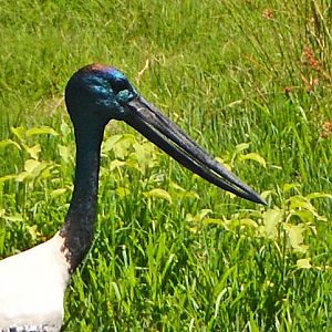 Black-necked stork head
