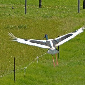 Black-necked stork flying