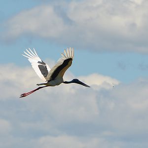 Black-necked stork flying1