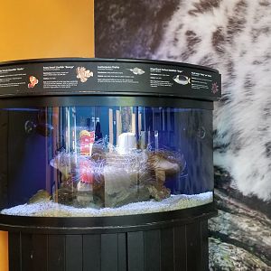 Rosamond Gifford - Entrance tank