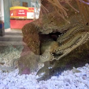 Rosamond Gifford - Entrance tank