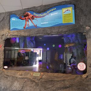 Rosamond Gifford - Octopus tank