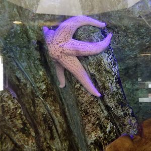 Rosamond Gifford - Octopus tank