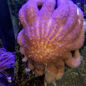 Rosamond Gifford - Octopus tank